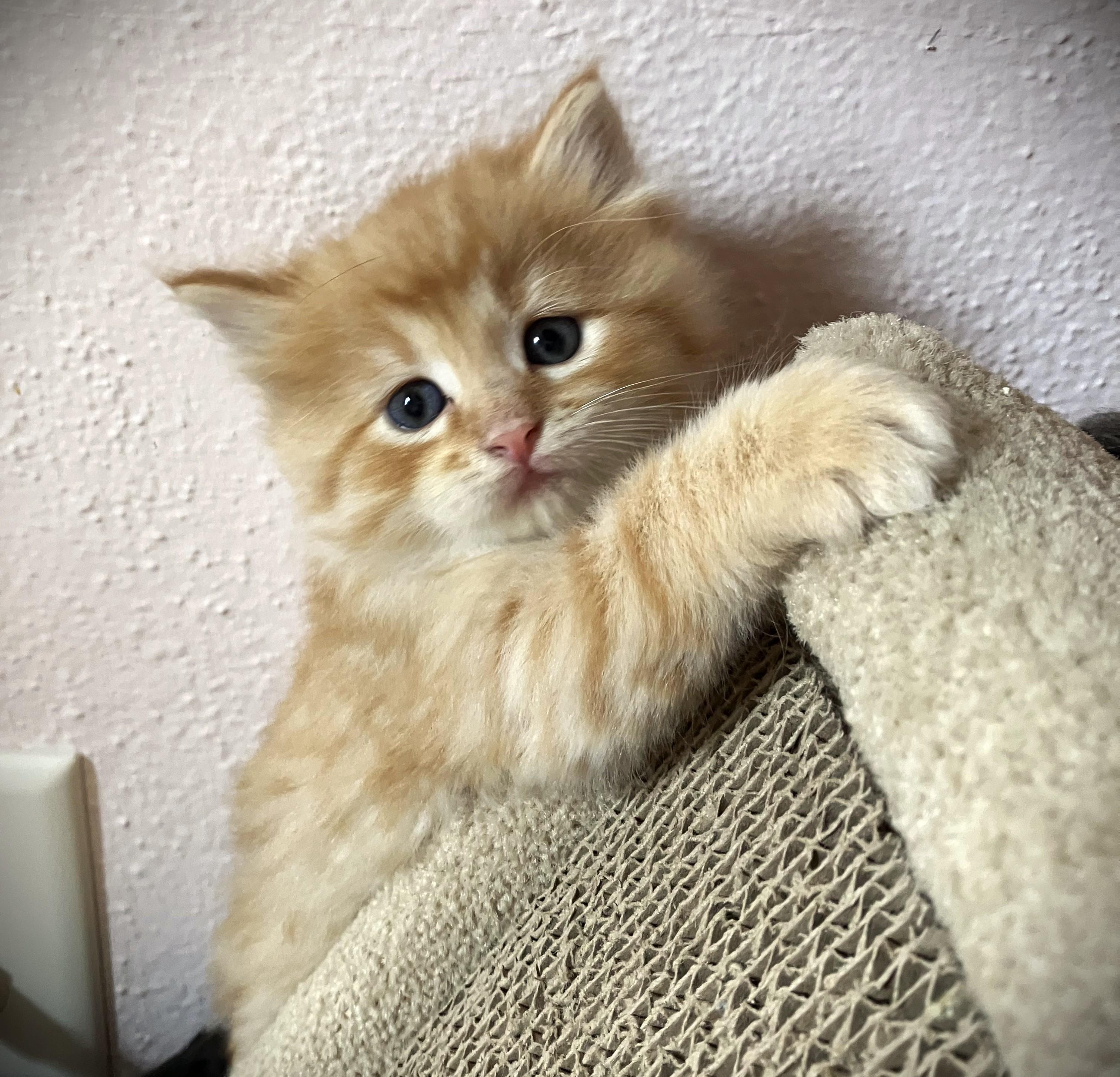 THOMAS-pending, a ADOPTABLE Domestic Long Hair in Mankato, MN image 2/4