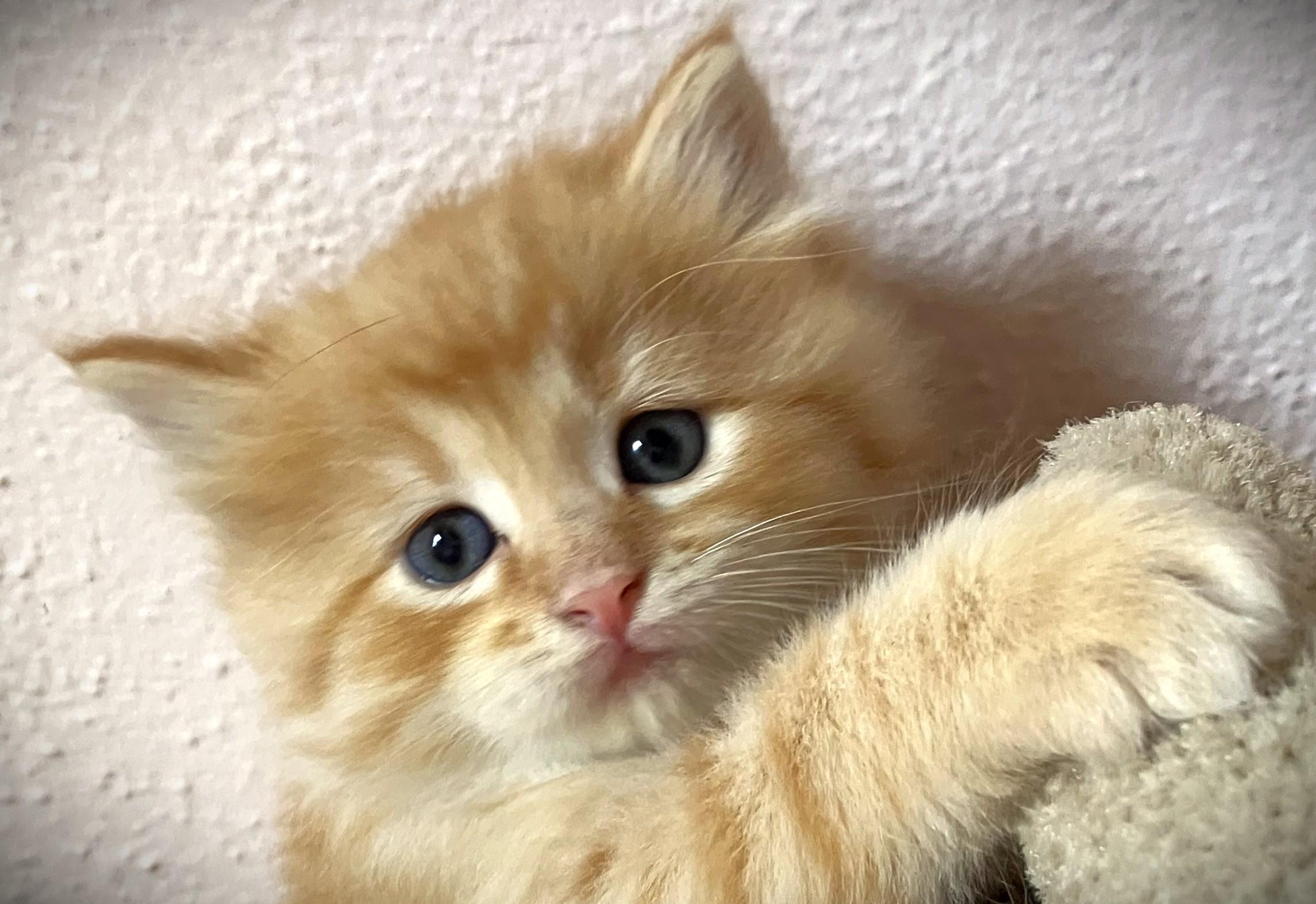 THOMAS-pending, a ADOPTABLE Domestic Long Hair in Mankato, MN image 4/4