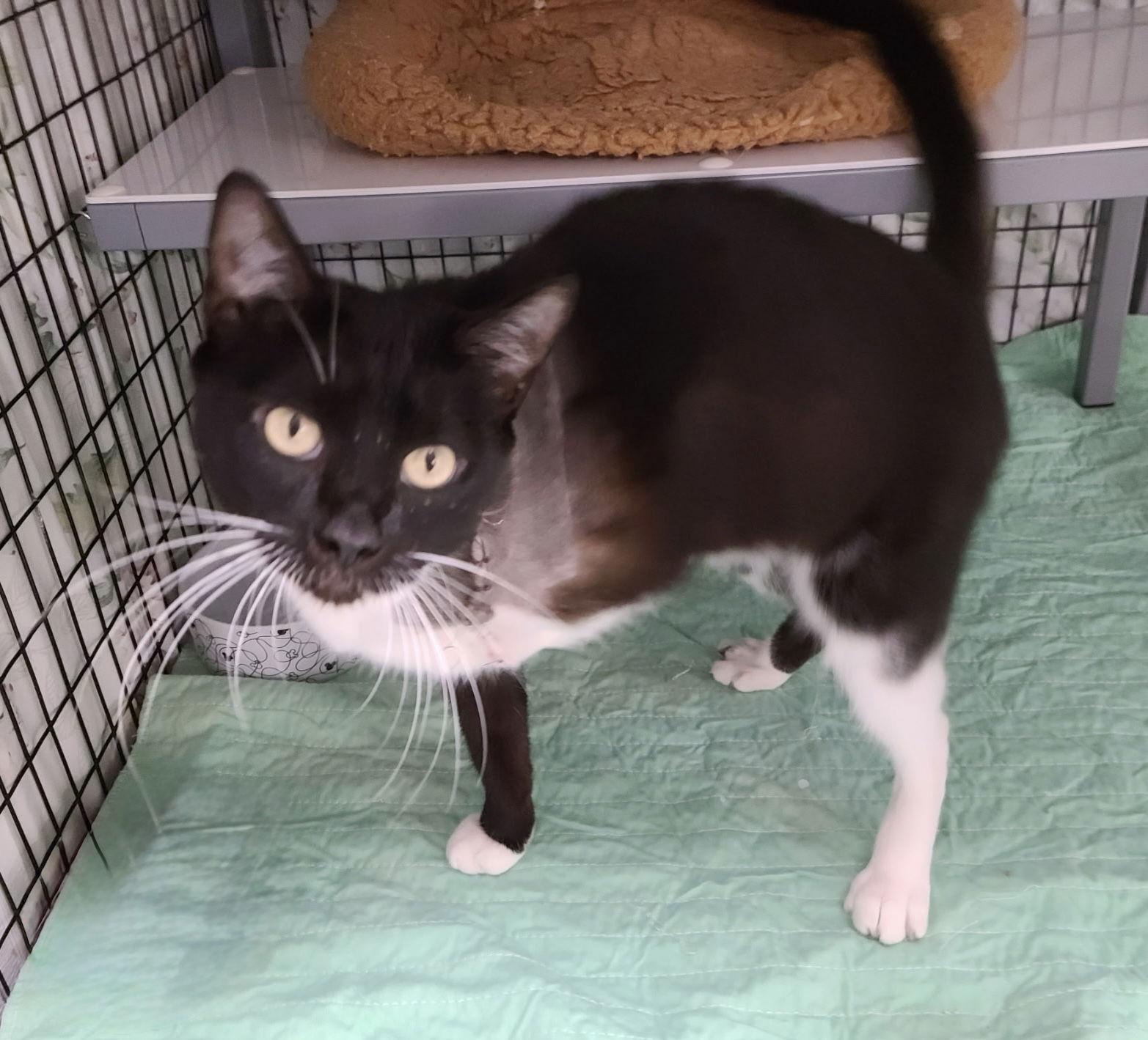 Tipsy CC — thumbnail 2