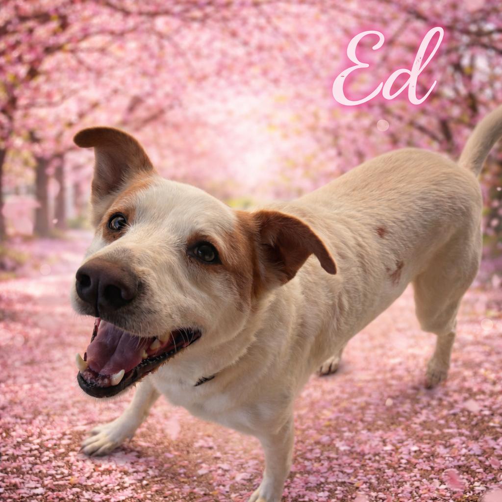 Ed, Adoptable, Adult Female Terrier.