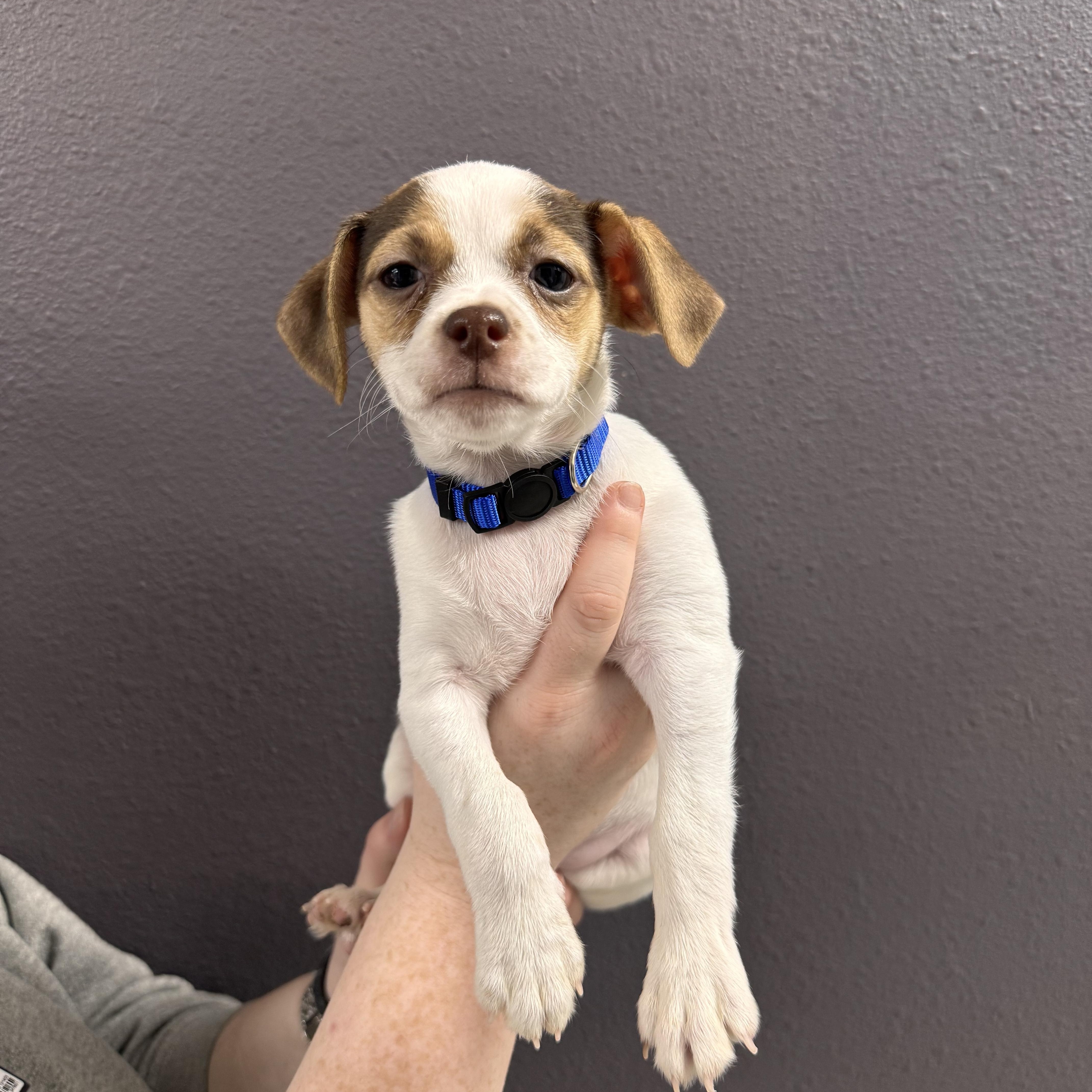 Fruitcake , ADOPTABLE, Puppy Female Chihuahua.