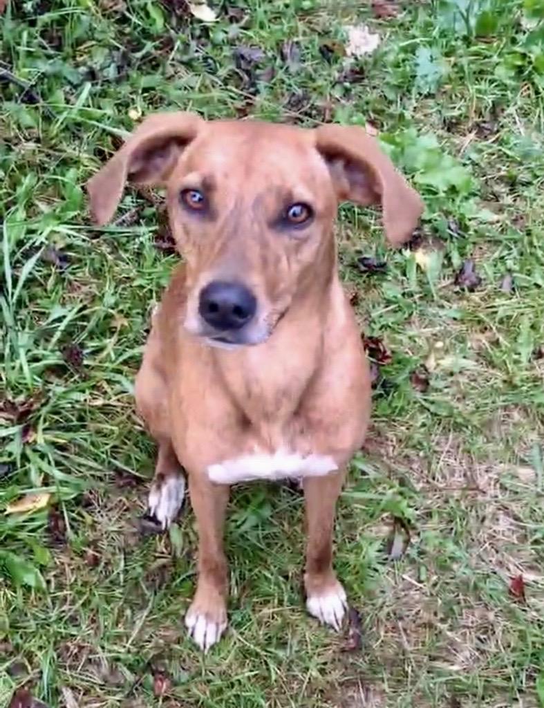 Mia Sophia Courtesy Listing, an adoptable Mixed Breed in Midland, MI, 48641 | Photo Image 1