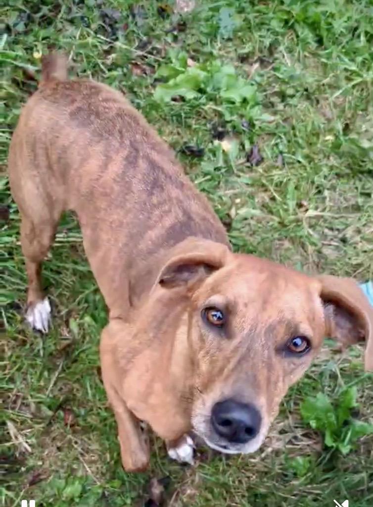 Mia Sophia Courtesy Listing, an adoptable Mixed Breed in Midland, MI, 48641 | Photo Image 2