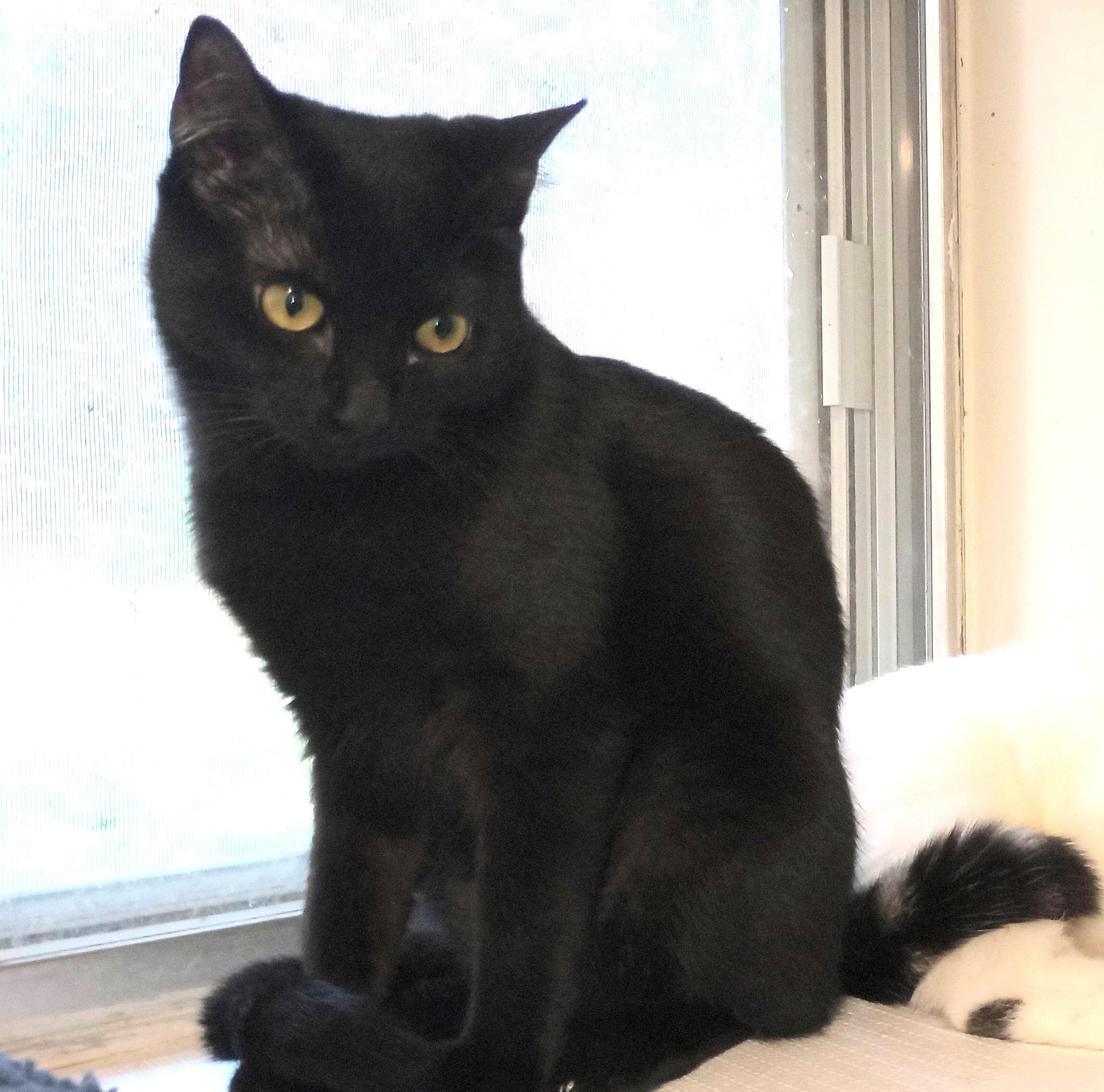 Enlarge Noire, an adopted Domestic Short Hair in Wayland, MA image 2/5