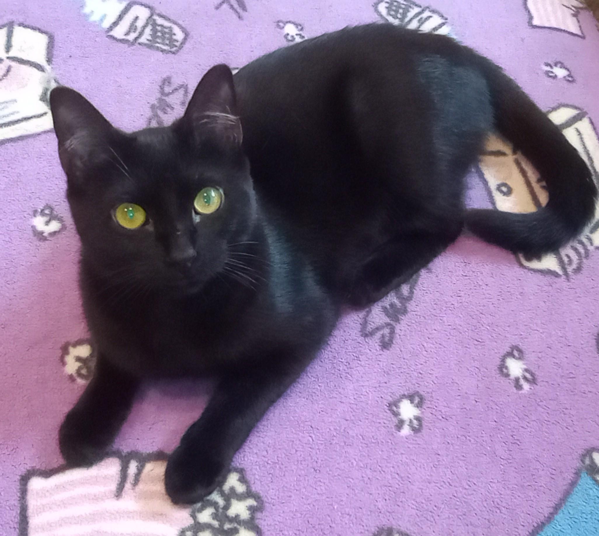 Enlarge Noire, an adopted Domestic Short Hair in Wayland, MA image 5/5