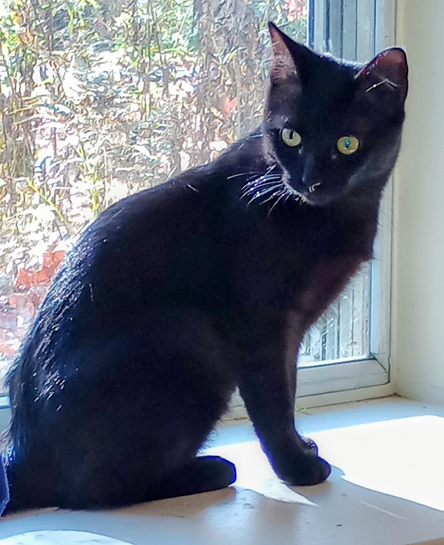 Noire, adopted, Young Female Domestic Short Hair.