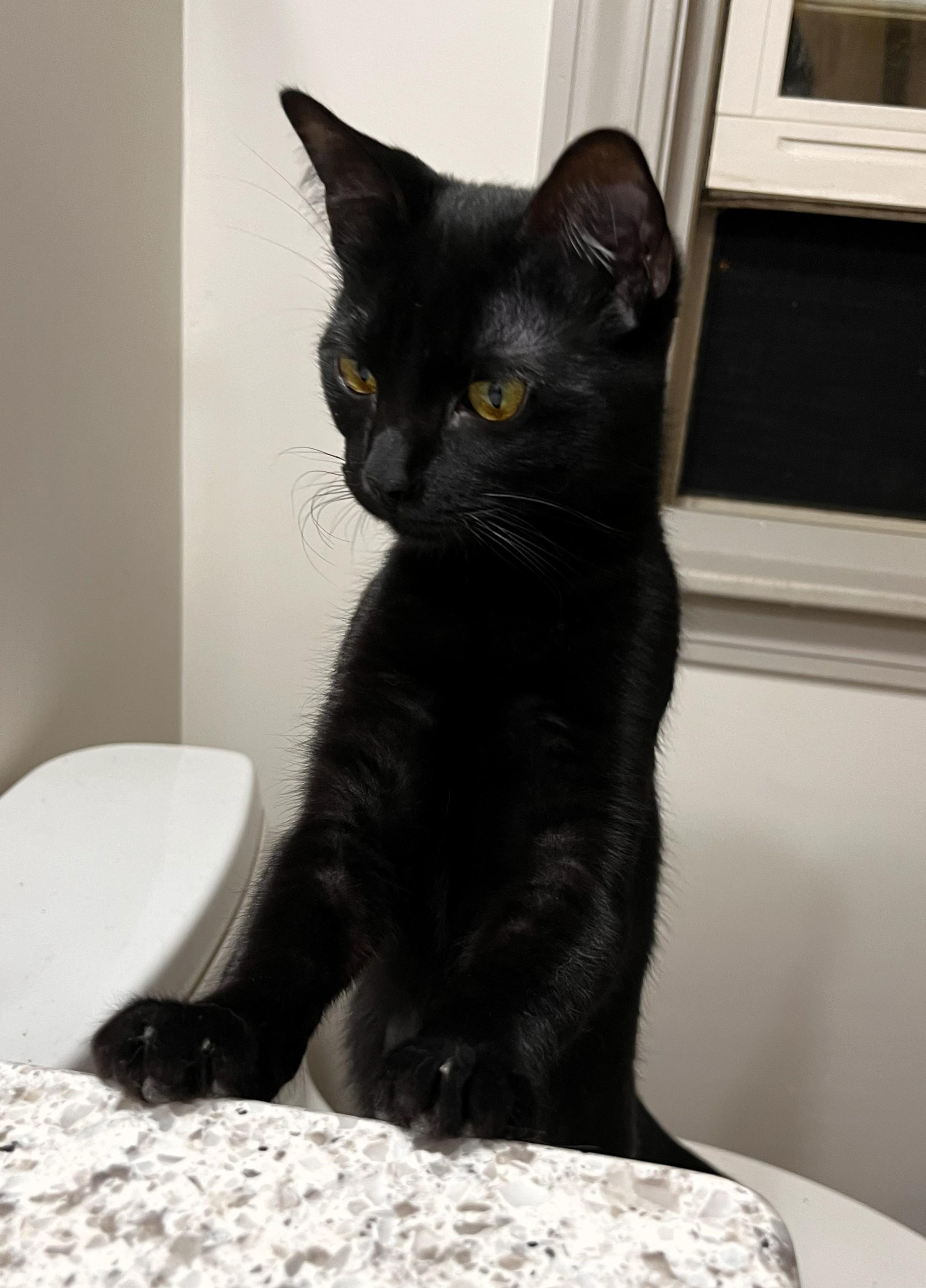 Enlarge Noire, an adopted Domestic Short Hair in Wayland, MA image 3/5