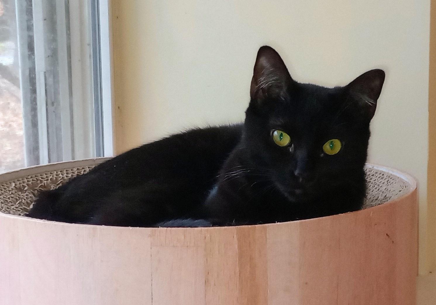 Enlarge Noire, an adopted Domestic Short Hair in Wayland, MA image 4/5