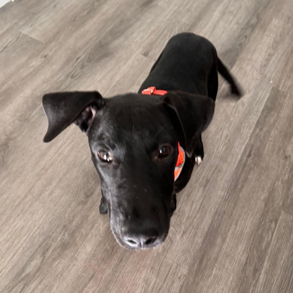 Enlarge Rainier, a Adoptable mixed breed in Tampa, FL image 1/6