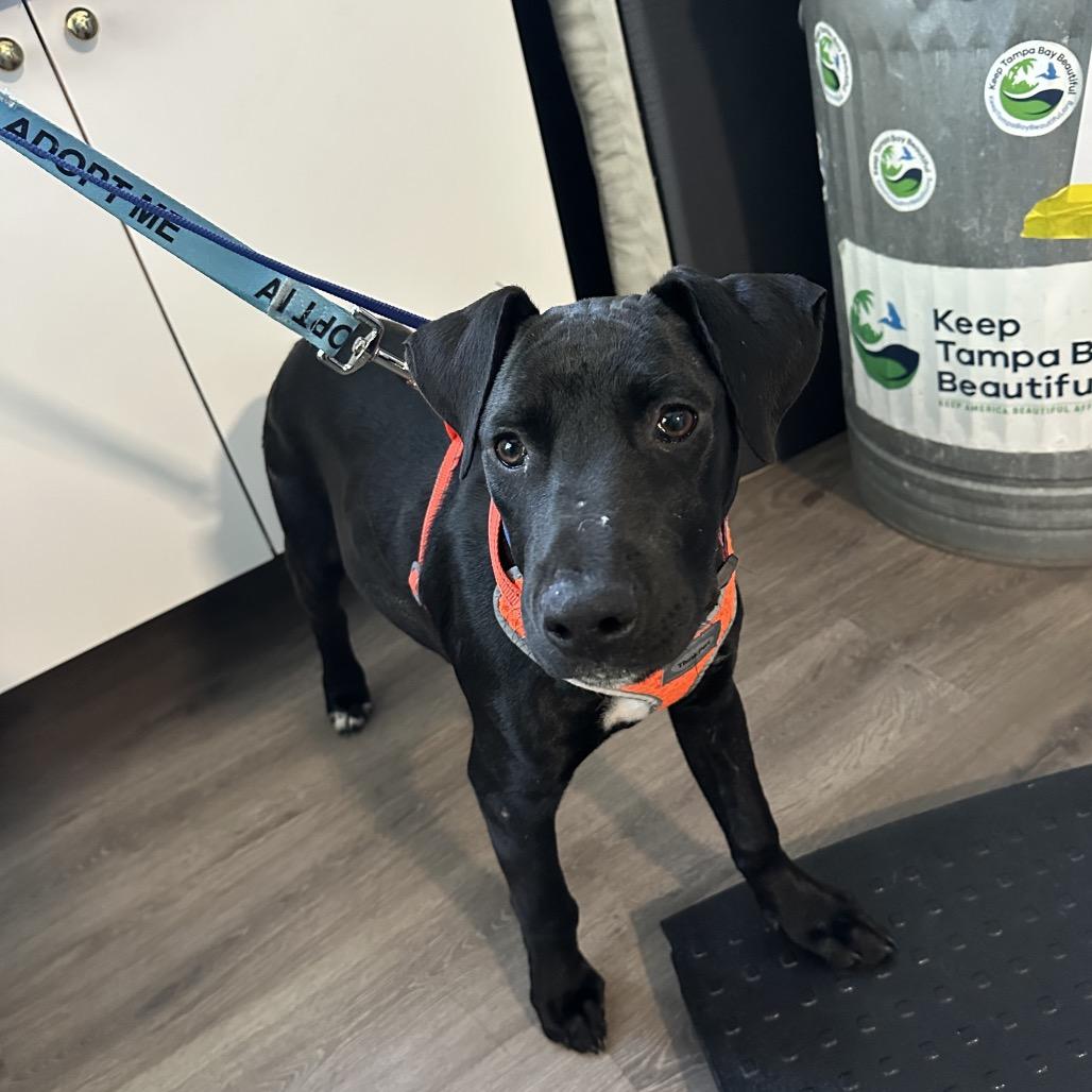 Enlarge Rainier, a Adoptable mixed breed in Tampa, FL image 2/6