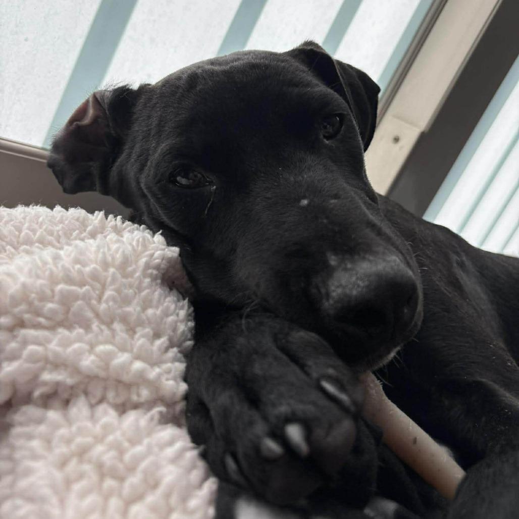 Enlarge Rainier, a Adoptable mixed breed in Tampa, FL image 3/6