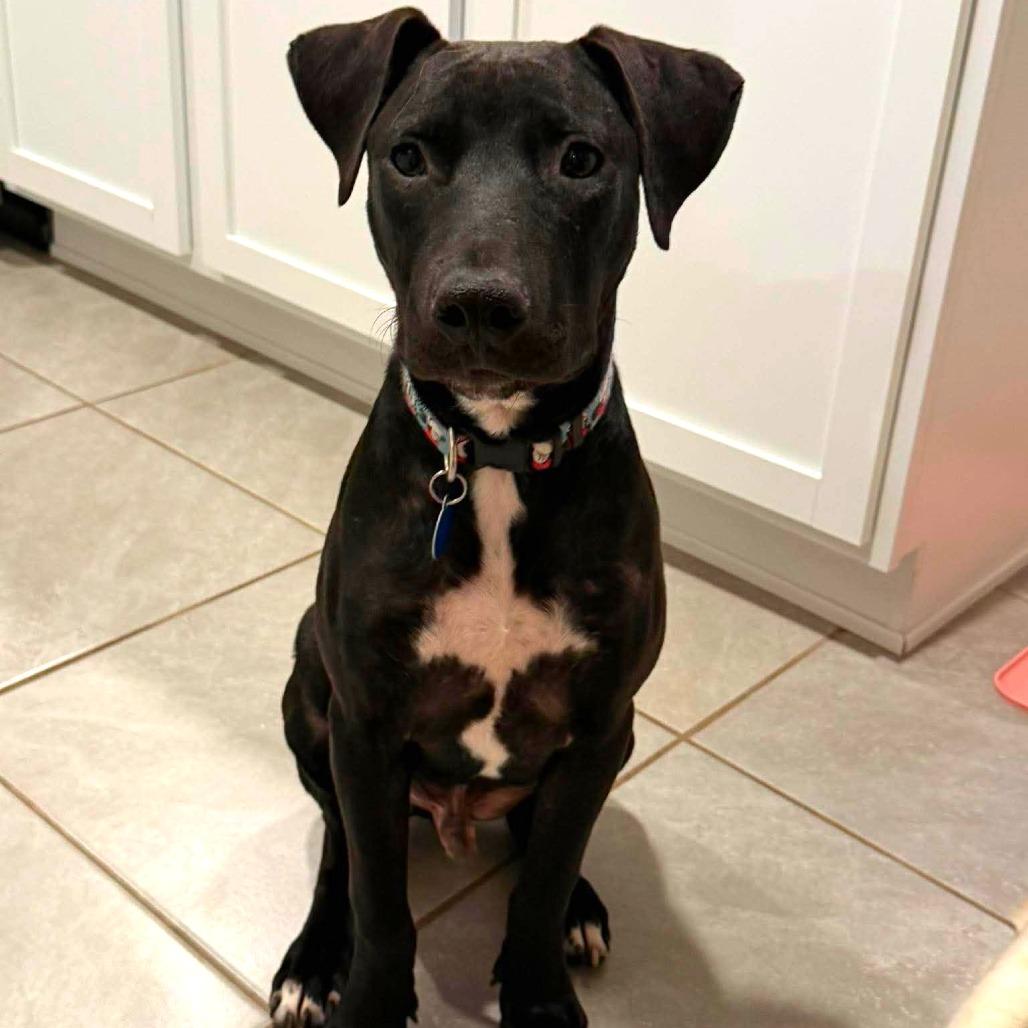 Enlarge Rainier, a Adoptable mixed breed in Tampa, FL image 4/6