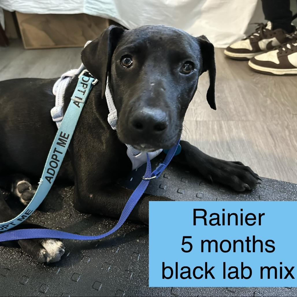 Enlarge Rainier, a Adoptable mixed breed in Tampa, FL image 5/6