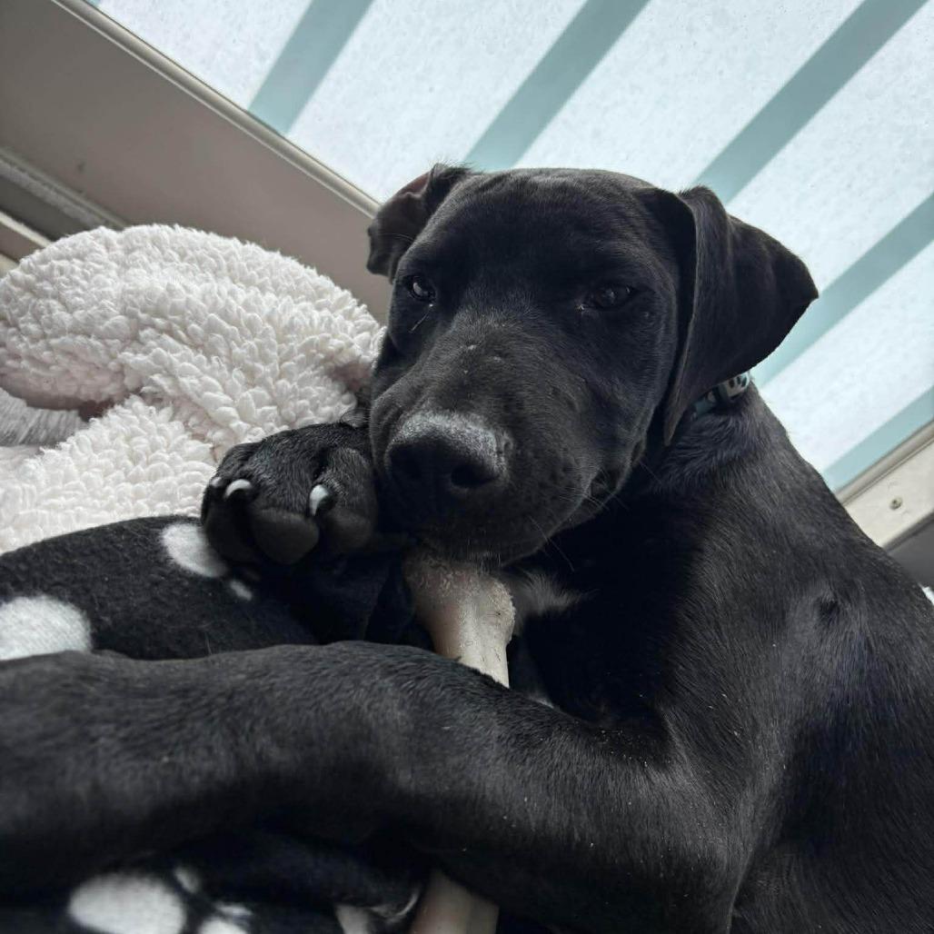 Enlarge Rainier, a Adoptable mixed breed in Tampa, FL image 6/6