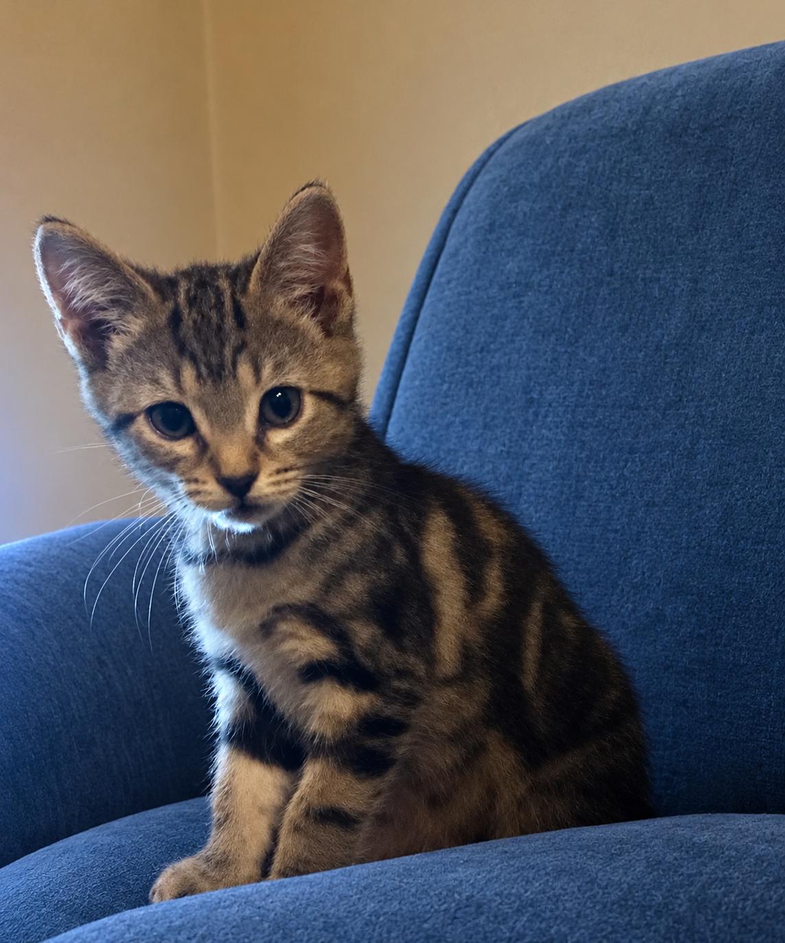 Sweet Pea, Adoptable, Kitten Female Tabby.