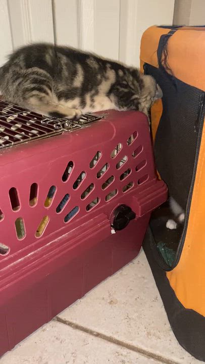Enlarge Sweet Pea, a Adoptable Tabby in Bradenton, FL video 4/4
