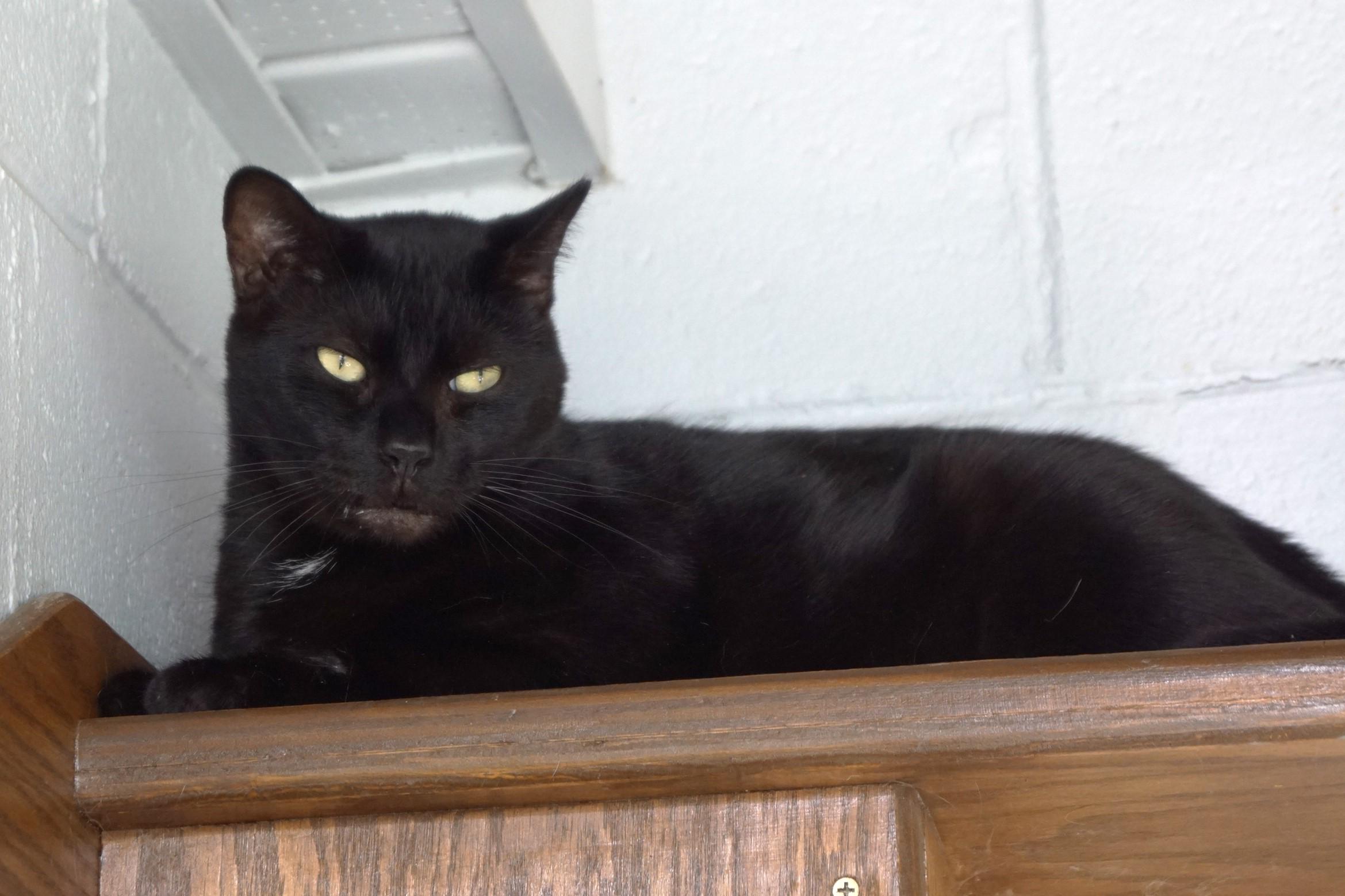 Enlarge CD, a Adoptable Domestic Short Hair in New Milford, CT image 2/6