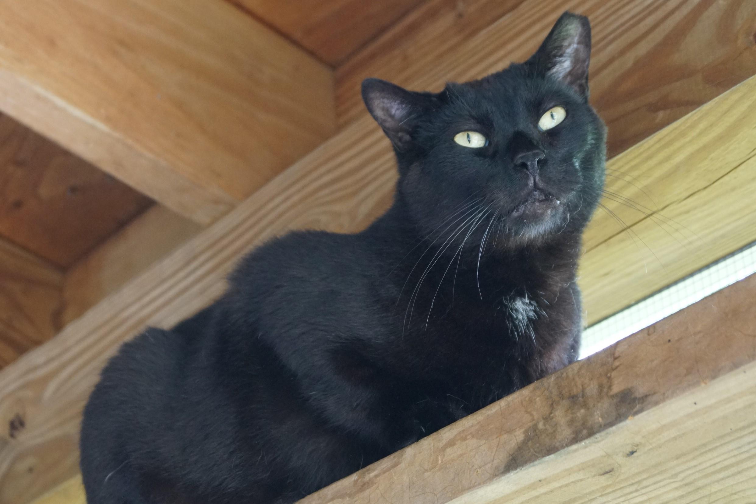 CD, Adoptable, Senior Male Domestic Short Hair.