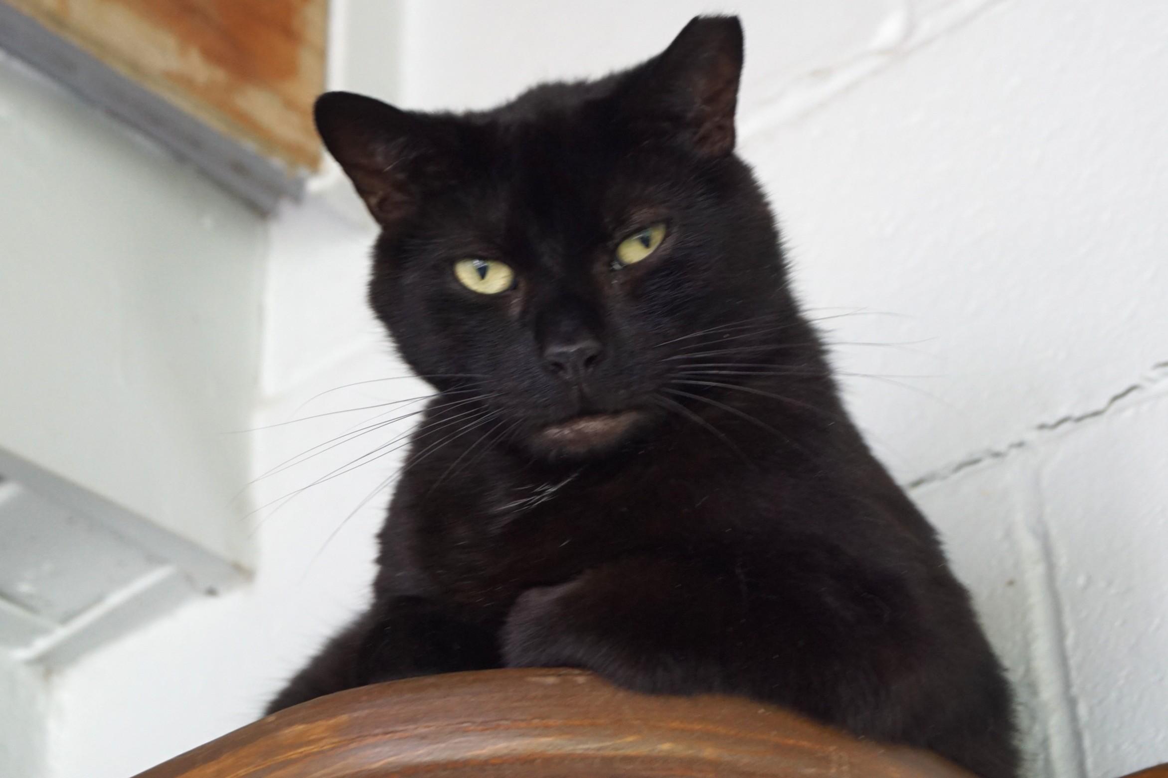 CD, a Adoptable Domestic Short Hair in New Milford, CT image 5/6