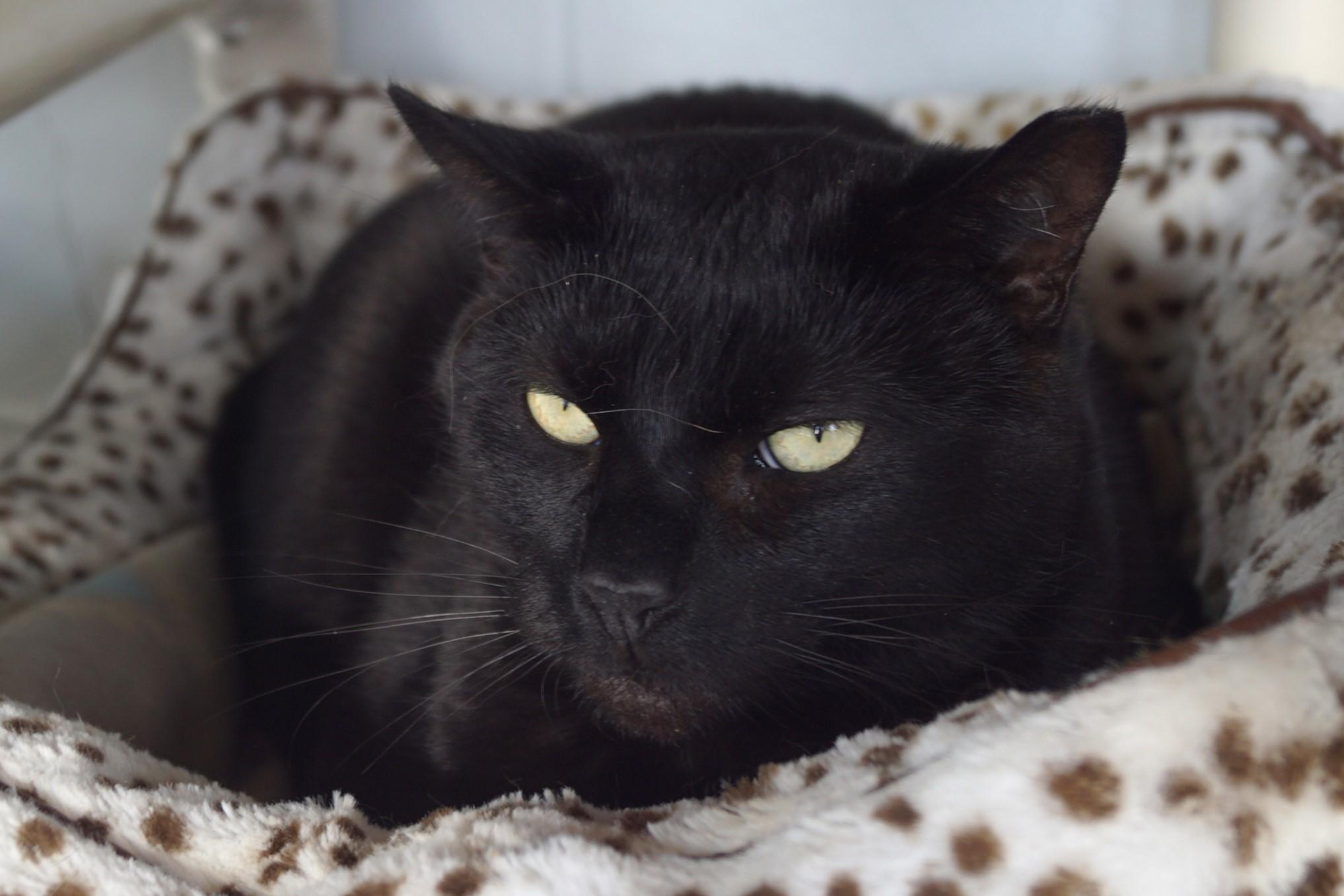CD, a Adoptable Domestic Short Hair in New Milford, CT image 4/6