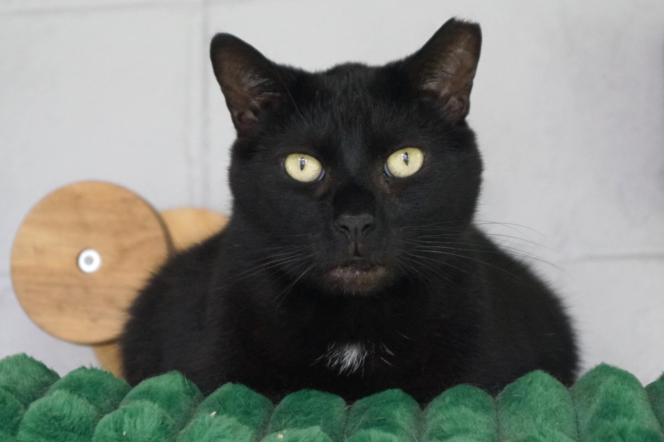 CD, a Adoptable Domestic Short Hair in New Milford, CT image 1/6
