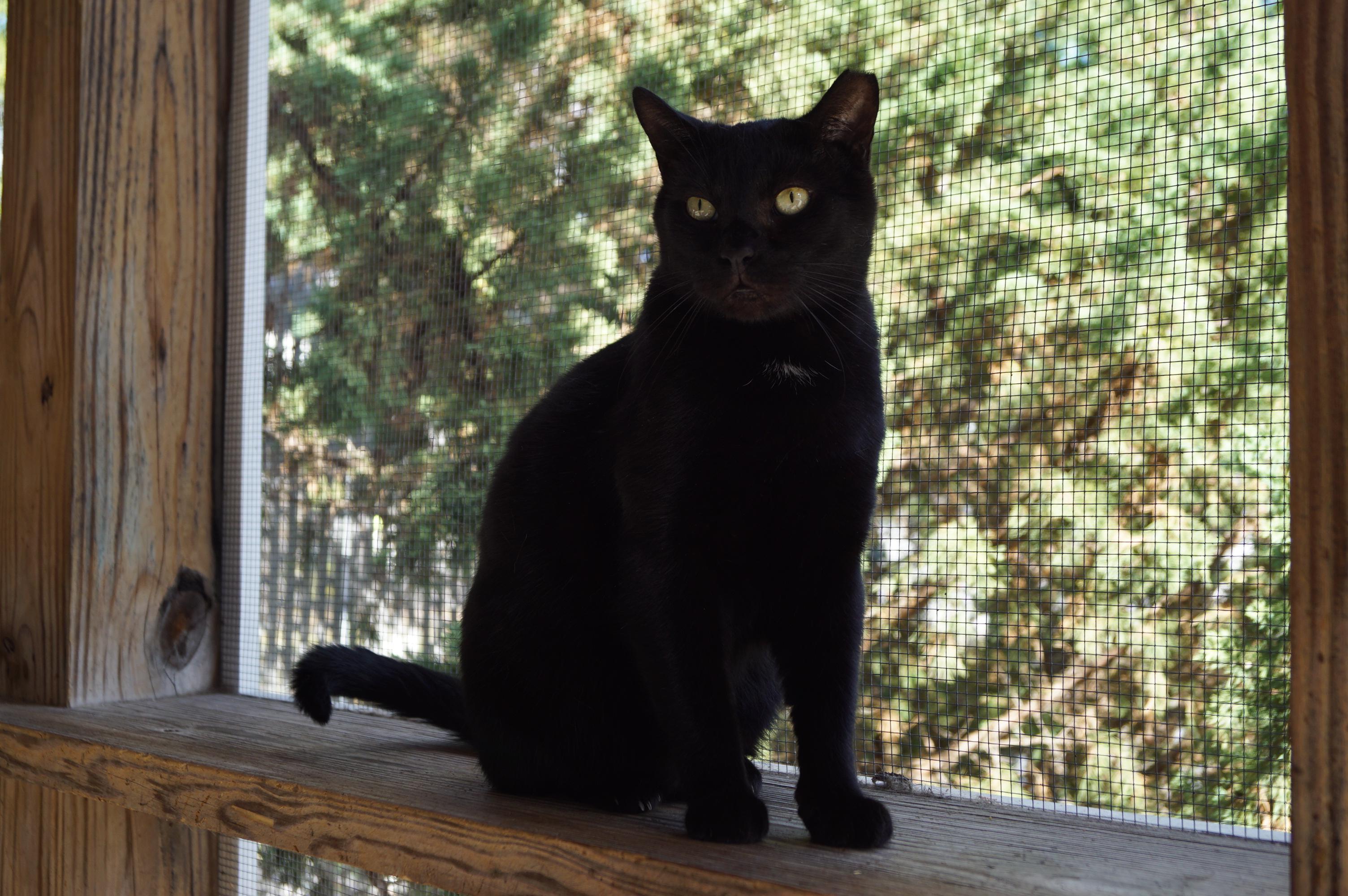 CD, a Adoptable Domestic Short Hair in New Milford, CT image 2/6