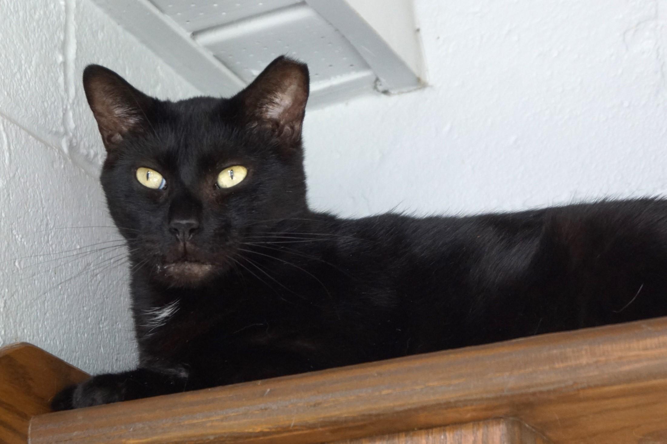 CD, a Adoptable Domestic Short Hair in New Milford, CT image 3/6