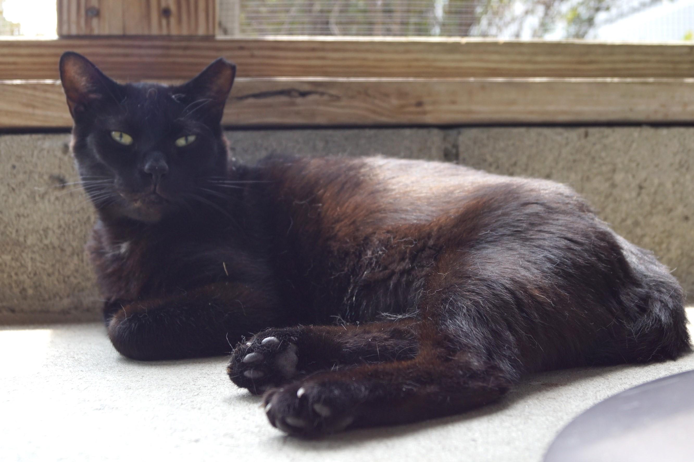 Enlarge CD, a Adoptable Domestic Short Hair in New Milford, CT image 4/6