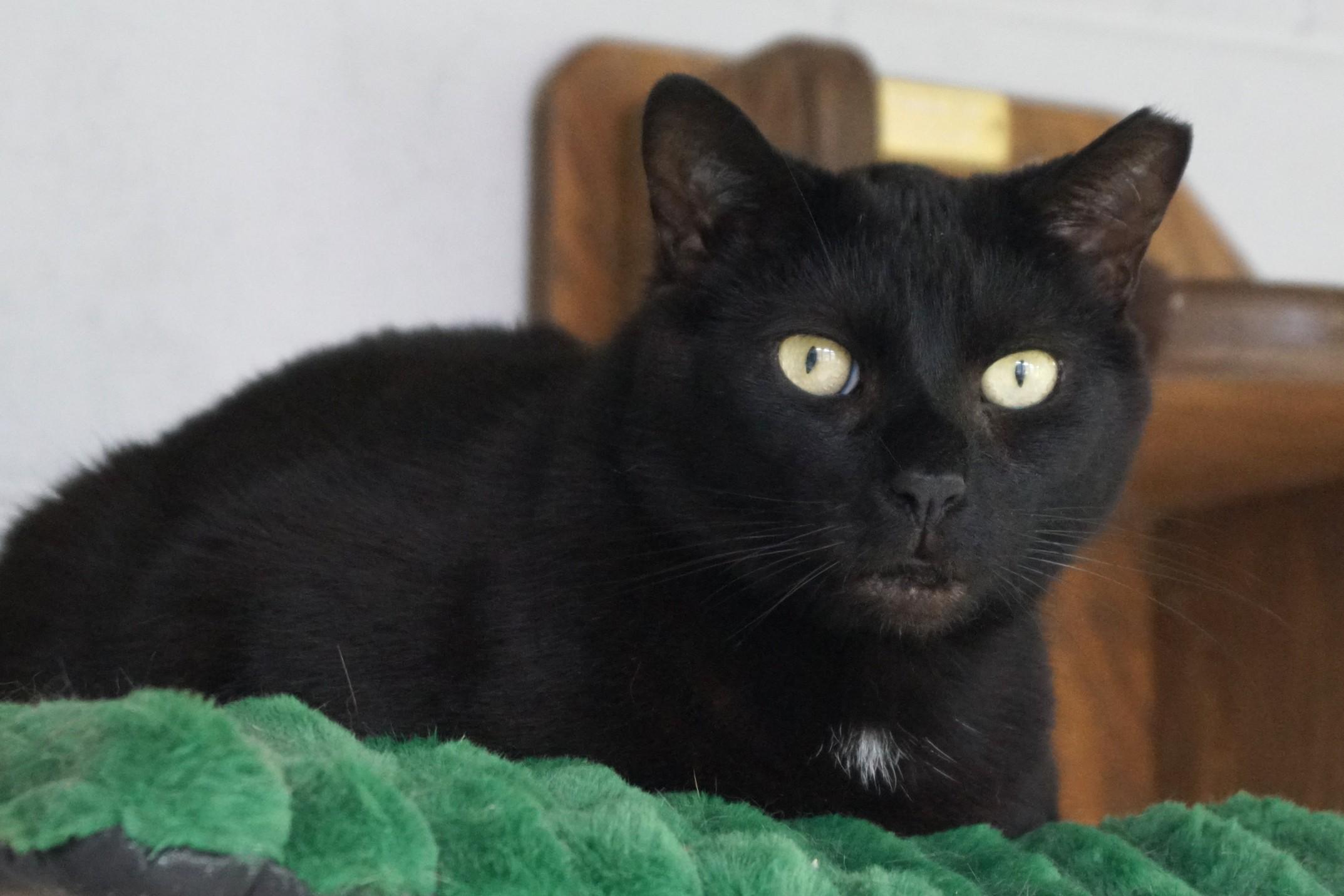 CD, a Adoptable Domestic Short Hair in New Milford, CT image 6/6