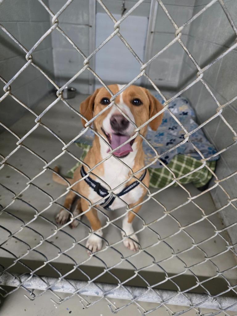 George, Adoptable, Adult Male Basset Hound & Labrador Retriever.