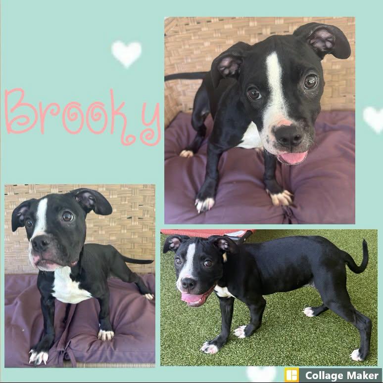 Brooky, ADOPTABLE, Young Female Terrier & Pit Bull Terrier.