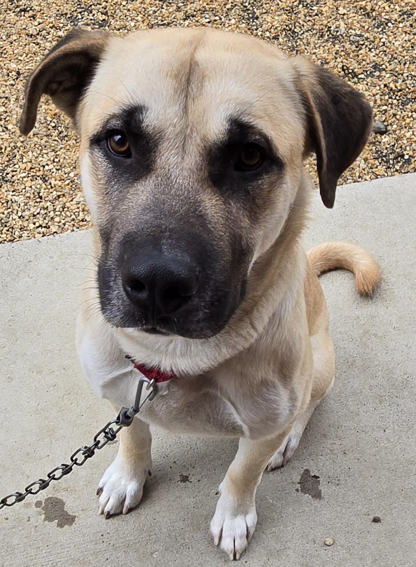 Enlarge BOB, a Adopted mixed breed in Manassas, VA image 2/6