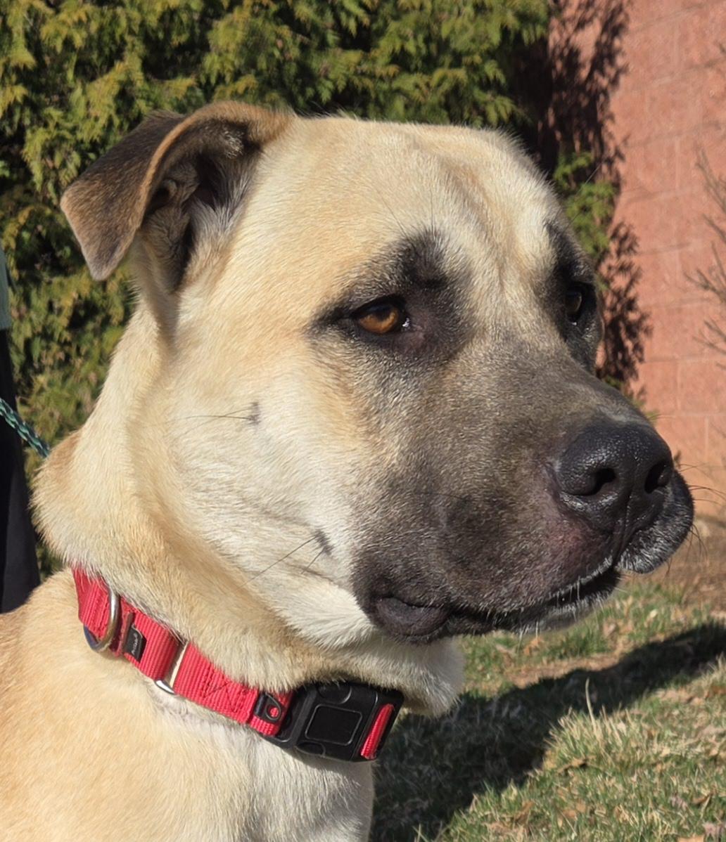 Enlarge BOB, a Adopted mixed breed in Manassas, VA image 3/6