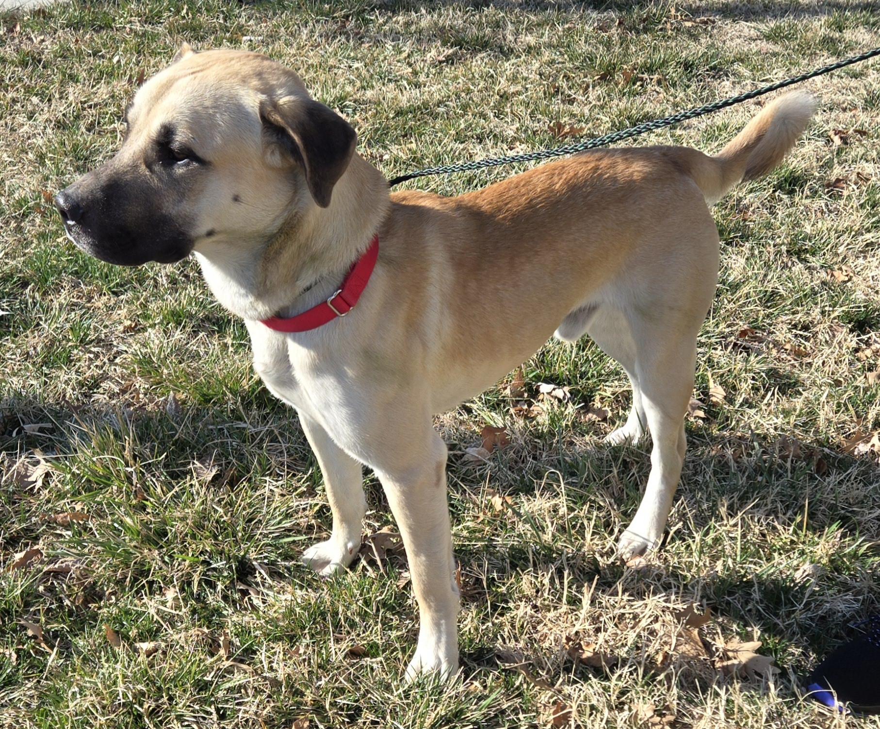 Enlarge BOB, a Adopted mixed breed in Manassas, VA image 6/6