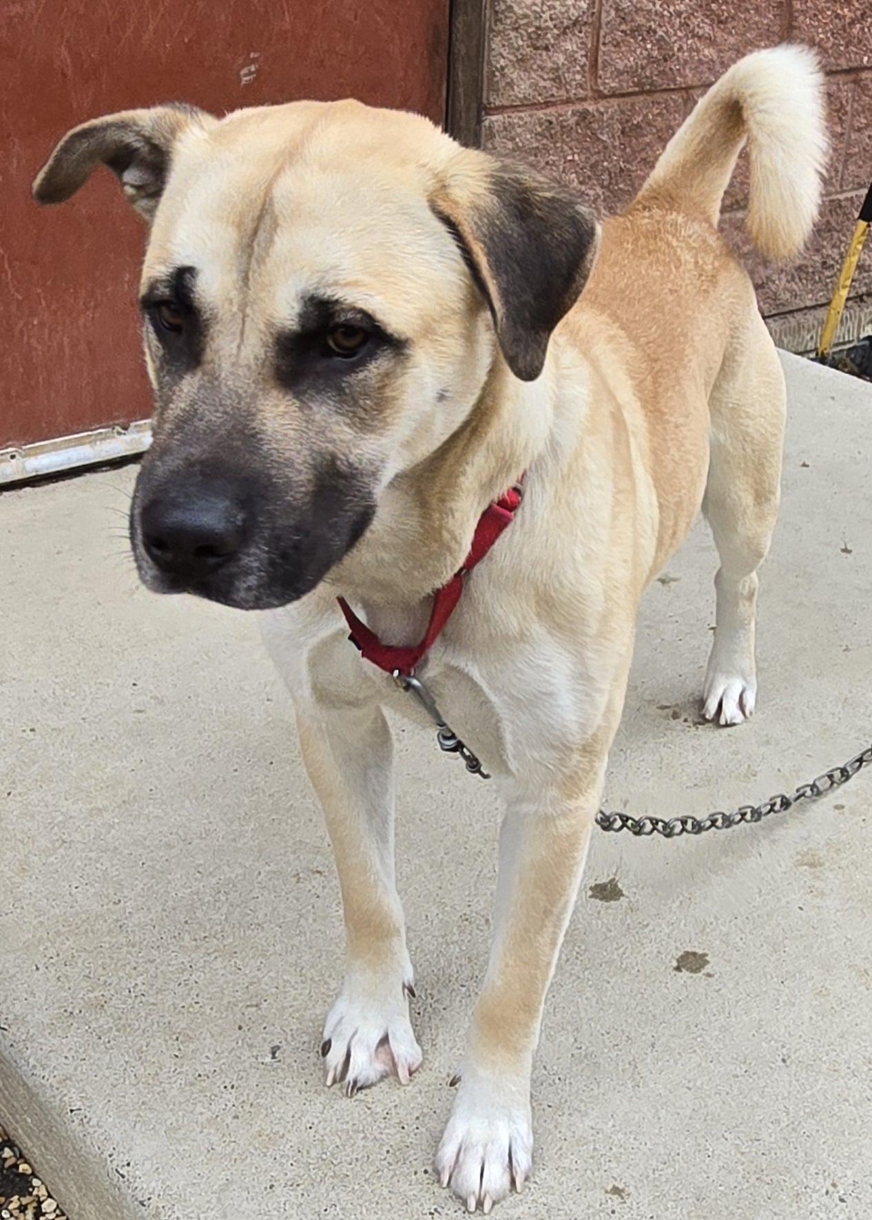 Enlarge BOB, a Adopted mixed breed in Manassas, VA image 4/6