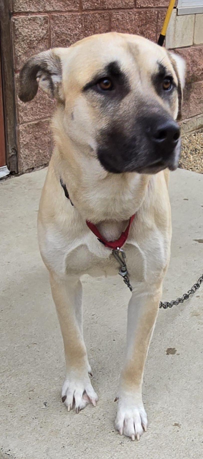 Enlarge BOB, a Adopted mixed breed in Manassas, VA image 5/6