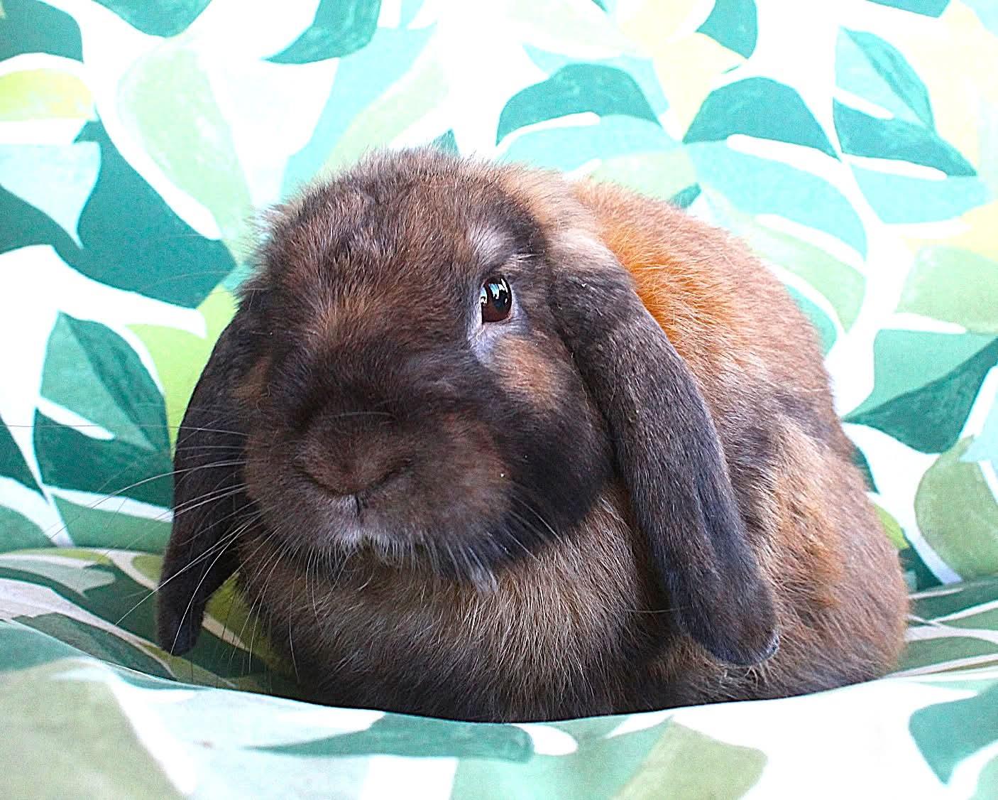 Enlarge Reggie, a Adoptable Lop Eared in Hillside, NJ image 1/3
