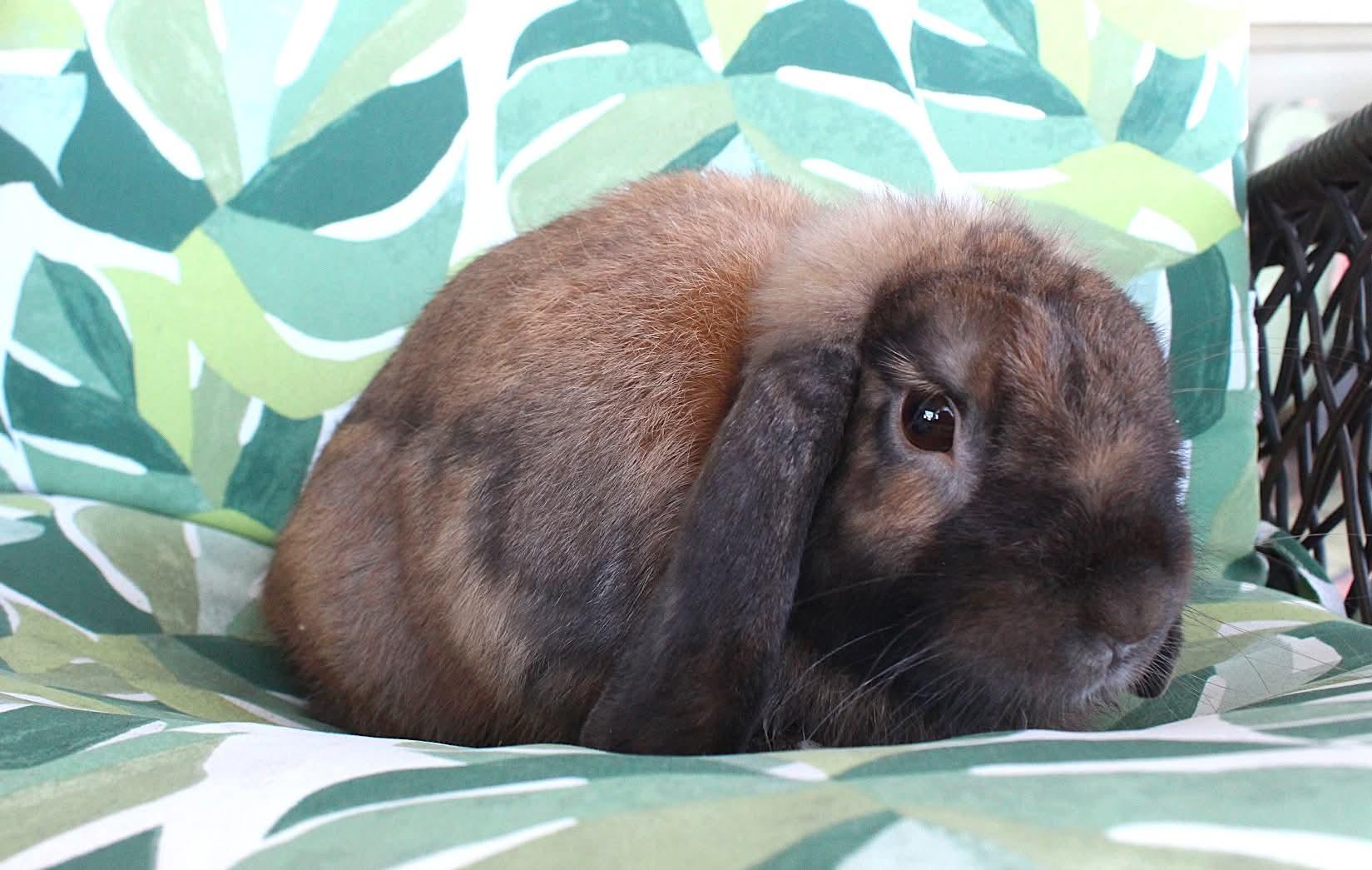 Enlarge Reggie, a Adoptable Lop Eared in Hillside, NJ image 3/3