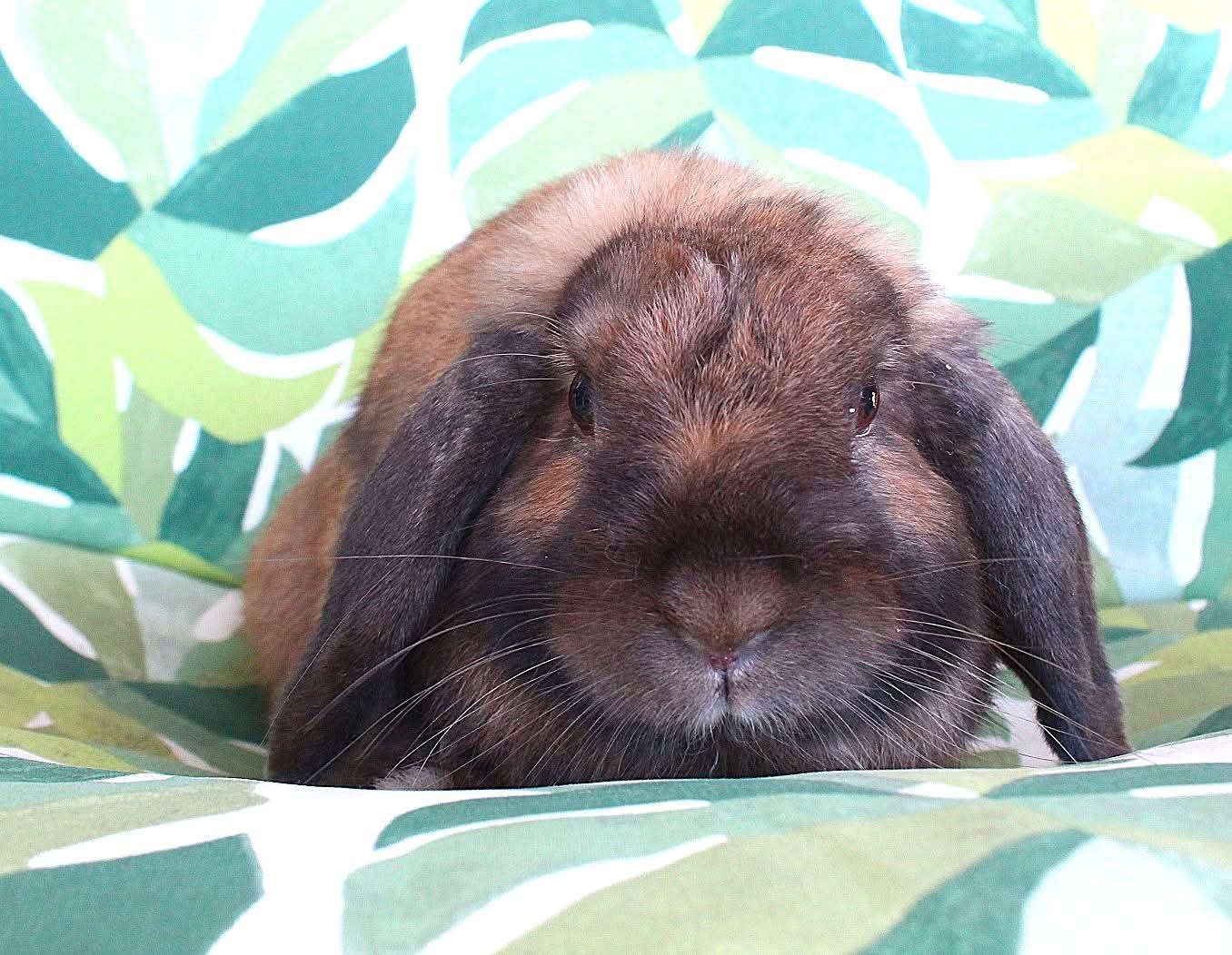 Enlarge Reggie, a Adoptable Lop Eared in Hillside, NJ image 2/3