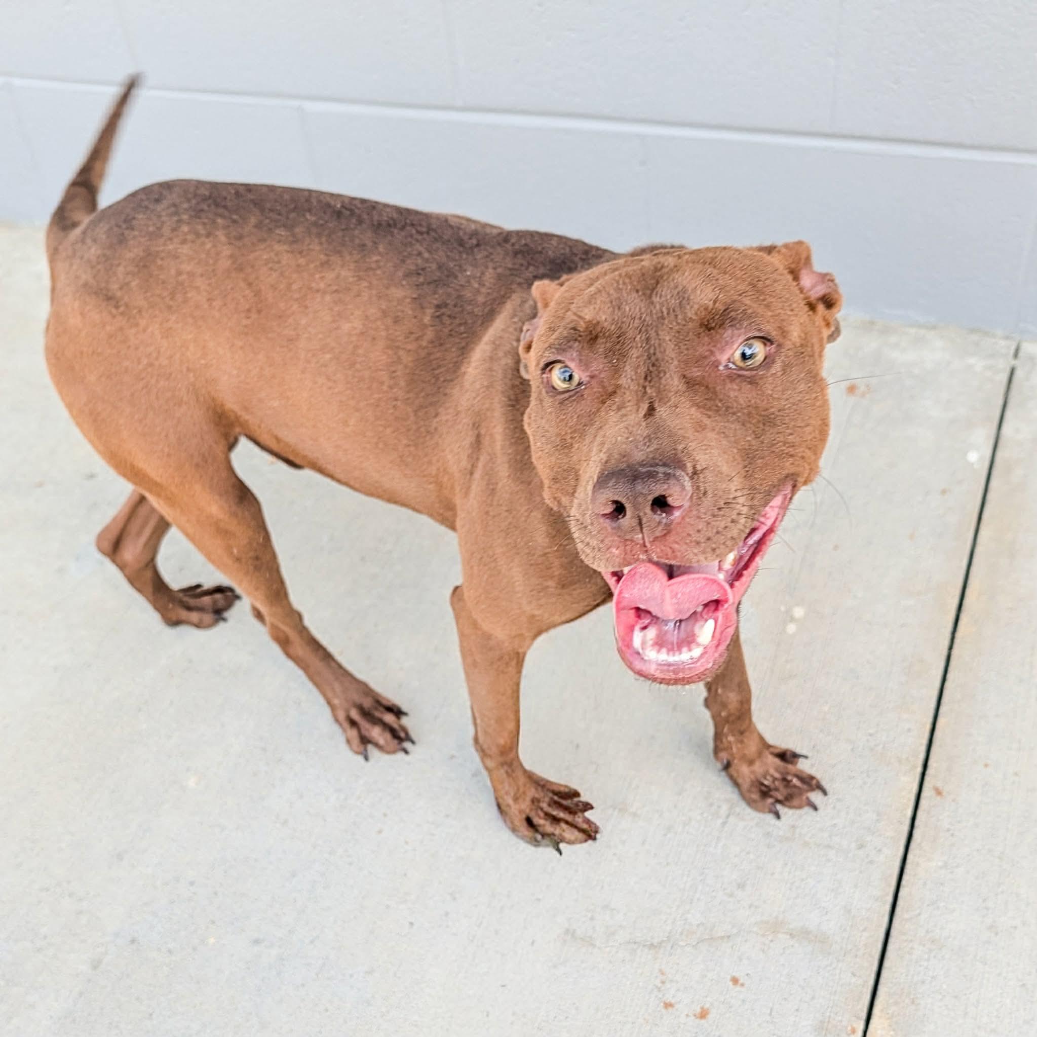 Enlarge Vitex, a ADOPTABLE mixed breed in Lancaster, SC image 1/3