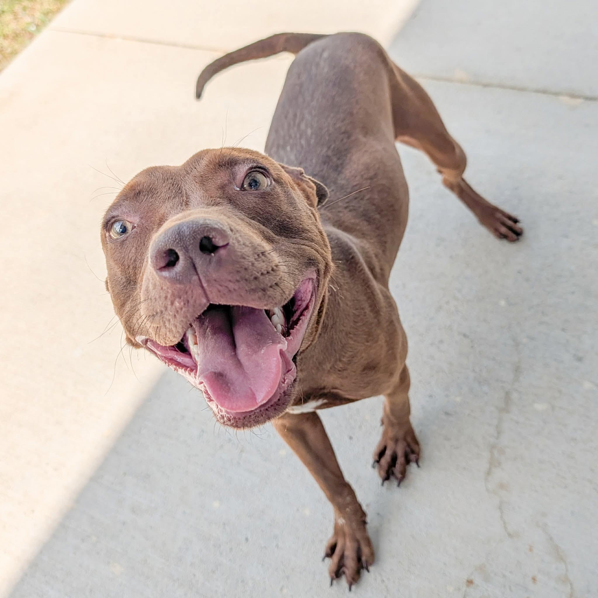 Enlarge Vitex, a ADOPTABLE mixed breed in Lancaster, SC image 2/3