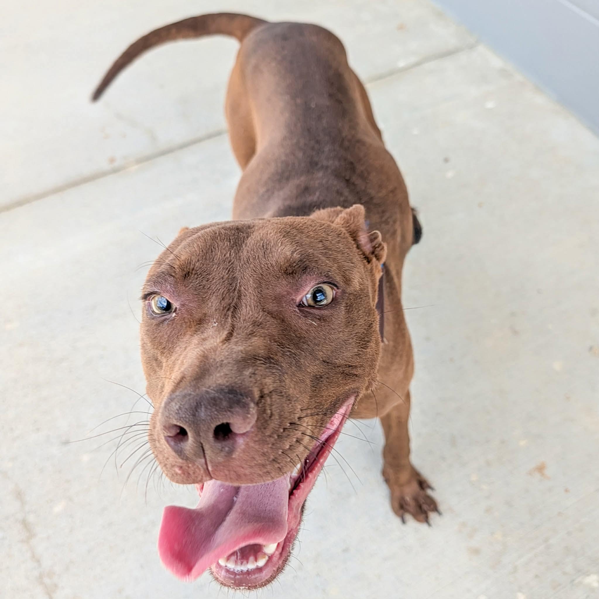 Enlarge Vitex, a ADOPTABLE mixed breed in Lancaster, SC image 3/3