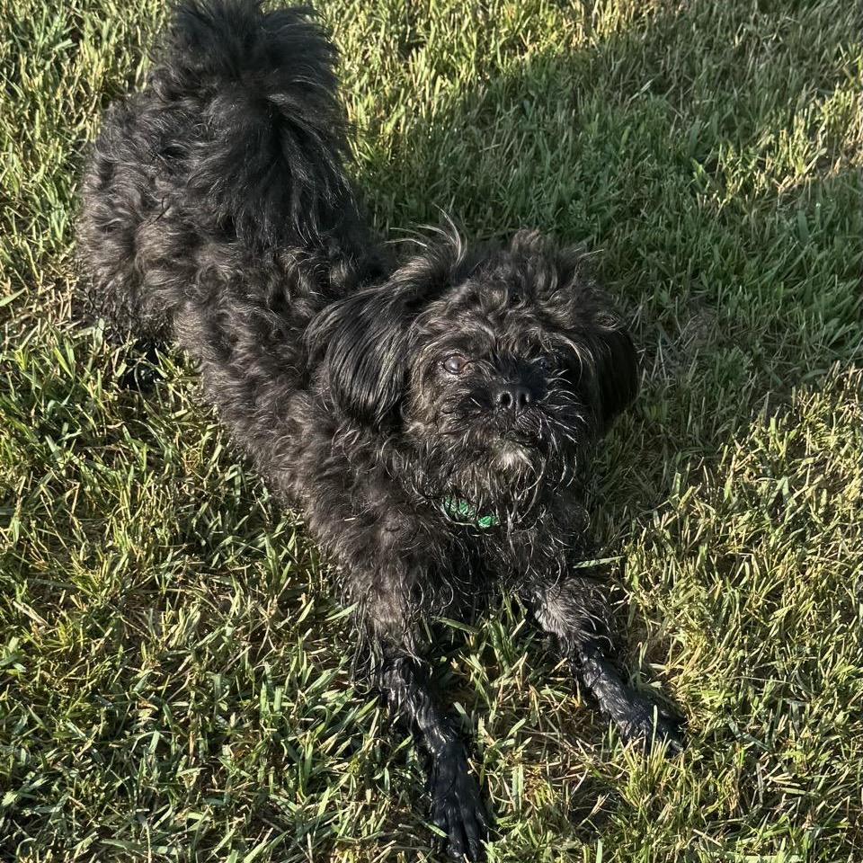 Bingo, a ADOPTABLE mixed breed in Morris, MN image 2/6