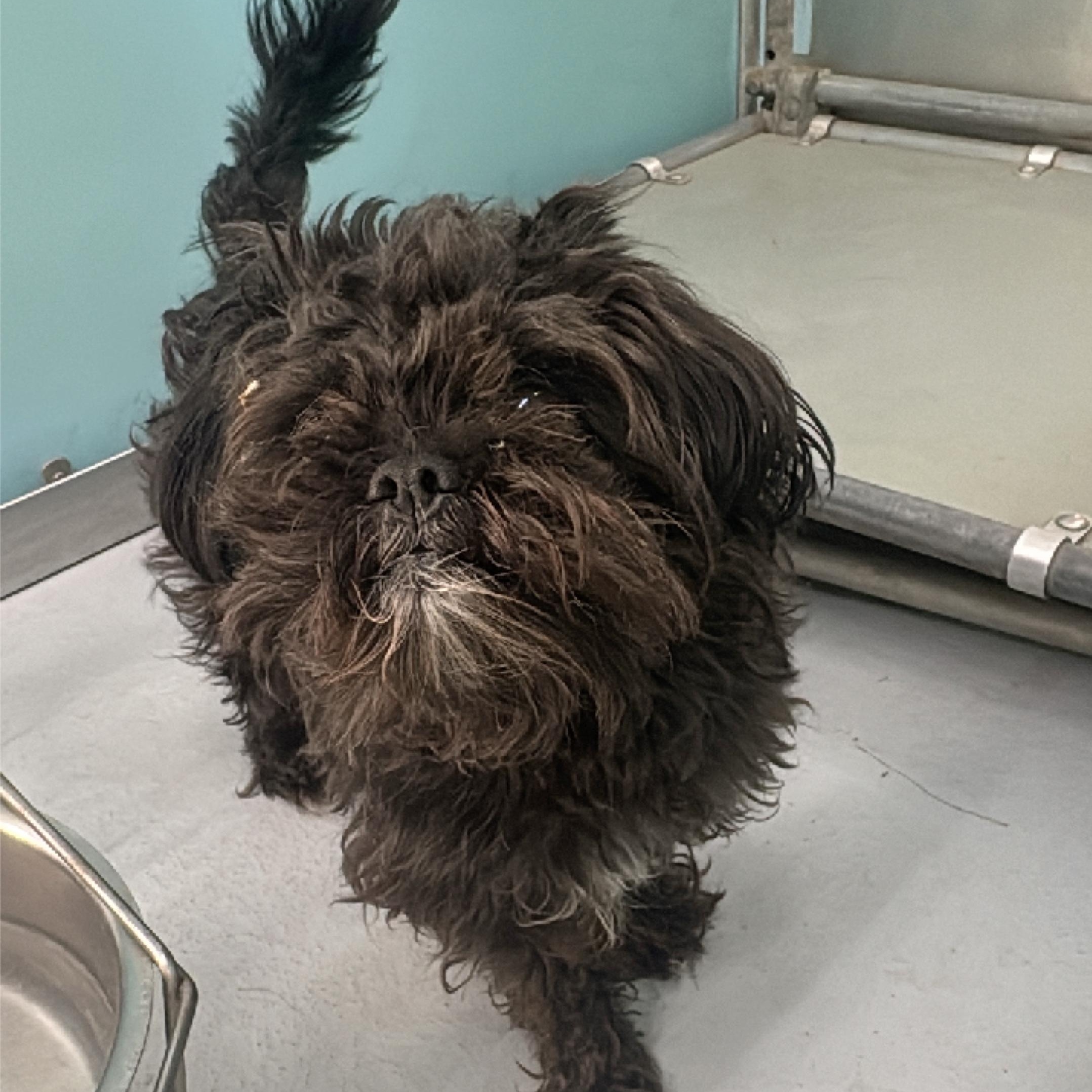 Bingo, a ADOPTABLE mixed breed in Morris, MN image 5/6