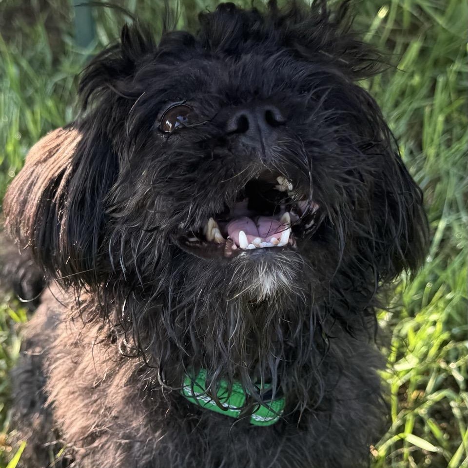 Bingo, ADOPTABLE, Young Male Shih Tzu.