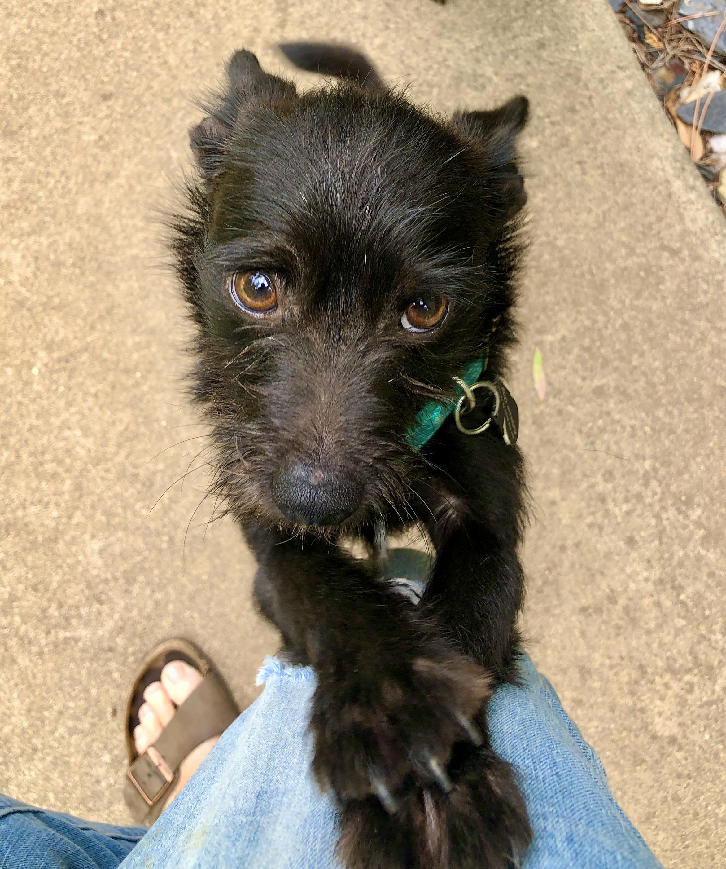 Skipper, an adoptable Schipperke, Chihuahua in Chico, CA, 95926 | Photo Image 3