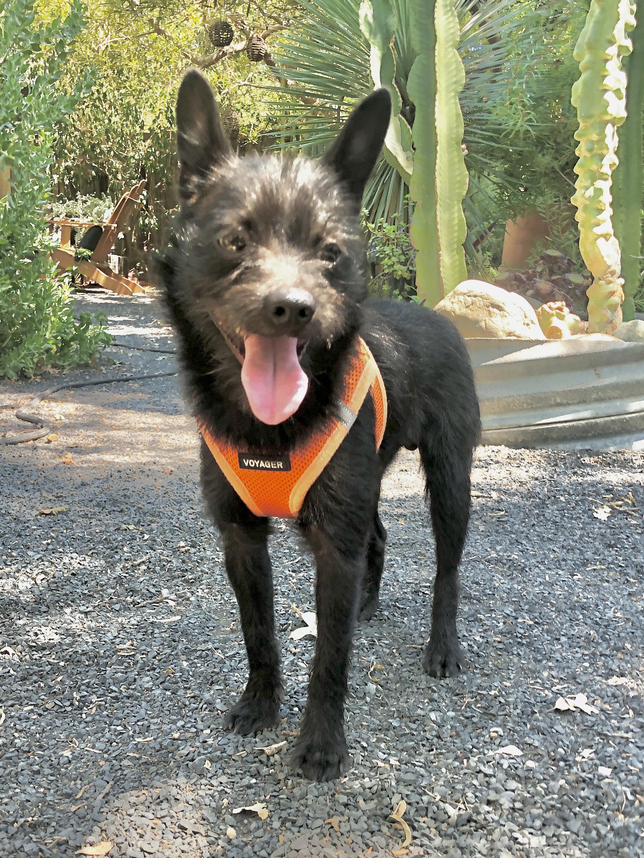Skipper, an adoptable Schipperke, Chihuahua in Chico, CA, 95926 | Photo Image 5
