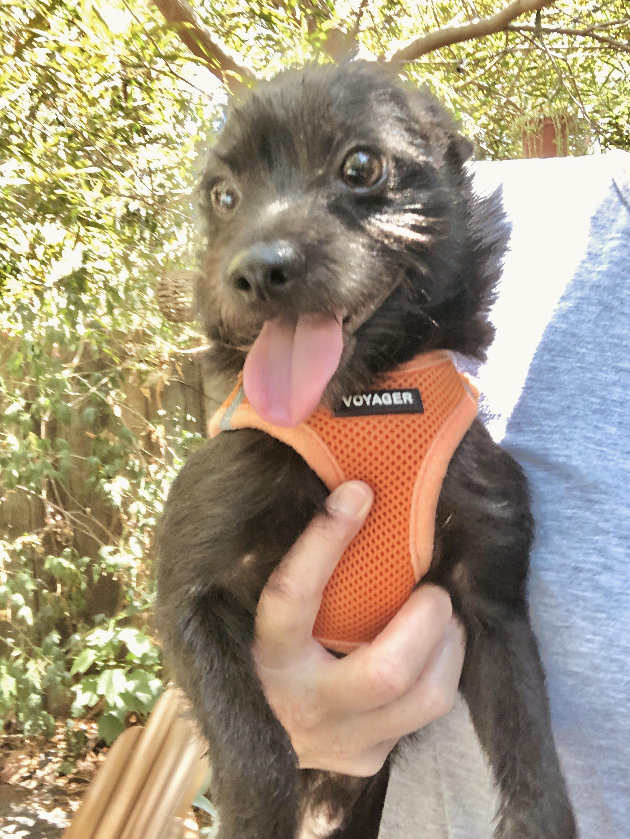 Skipper, an adoptable Schipperke, Chihuahua in Chico, CA, 95926 | Photo Image 4