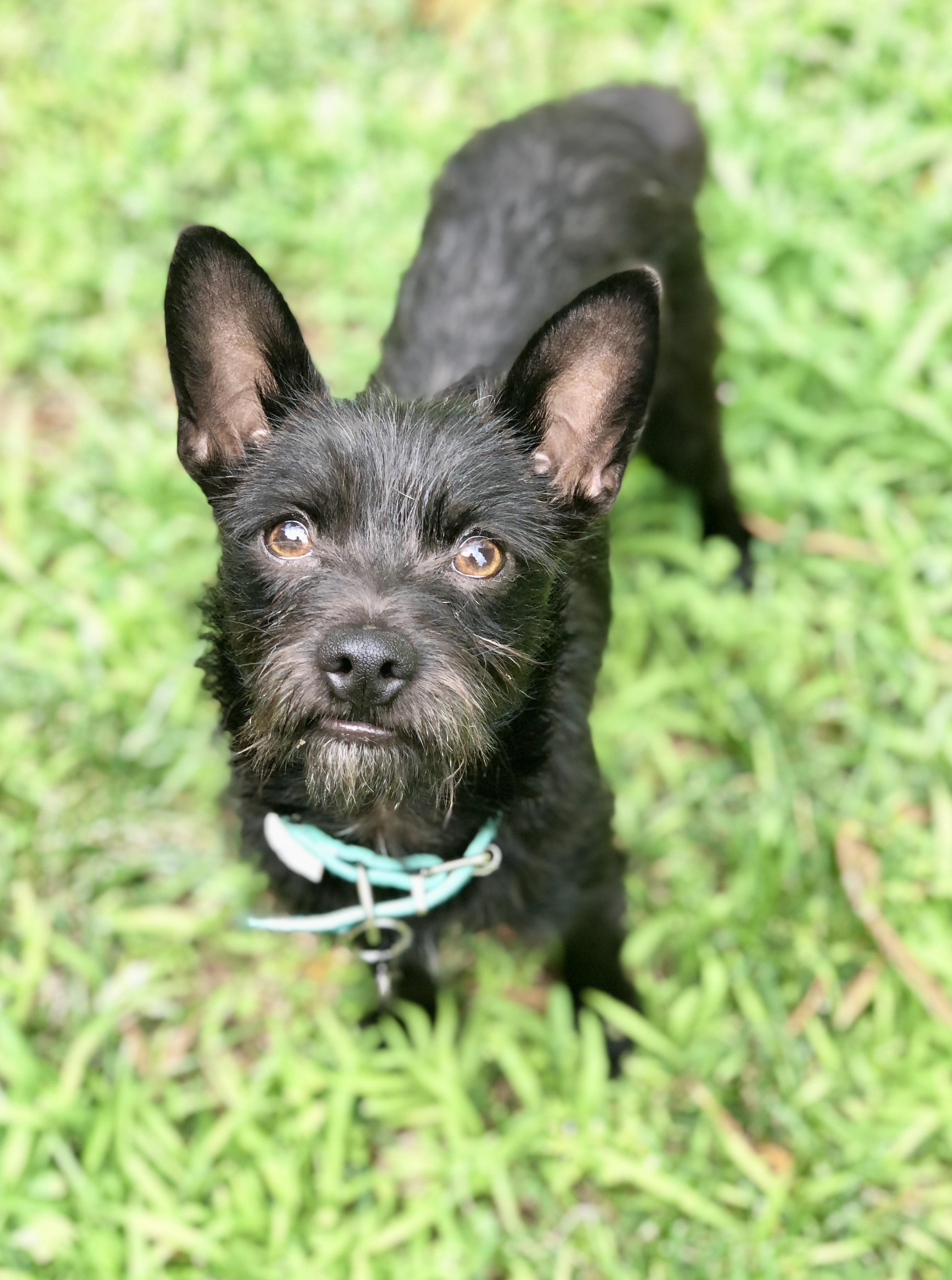 Skipper, Adopted, Young Male Schipperke & Chihuahua.