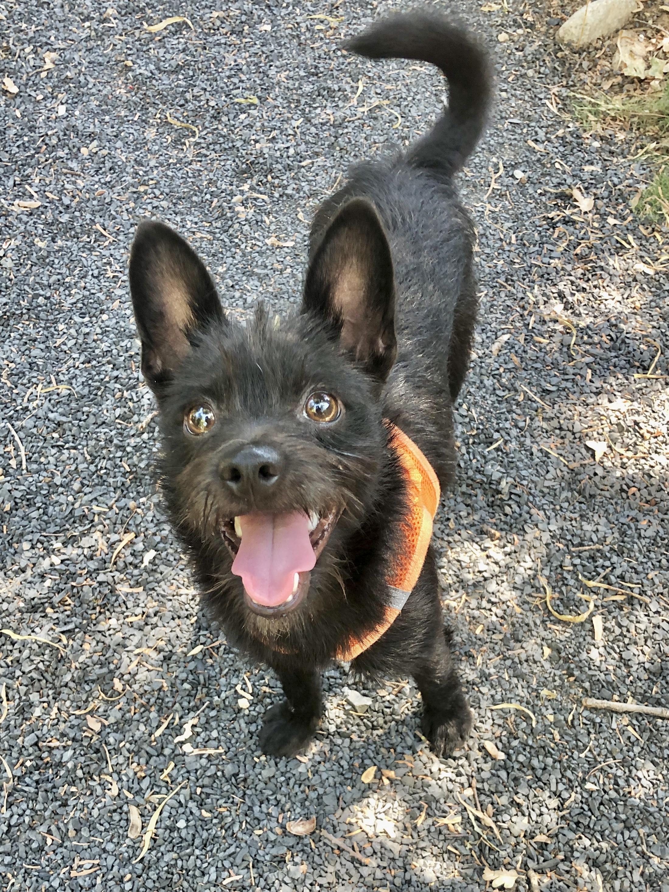 Skipper, an adoptable Schipperke, Chihuahua in Chico, CA, 95926 | Photo Image 1